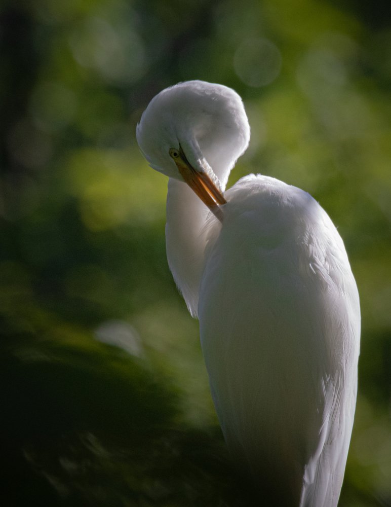 Photograph by JAMES BAILEY