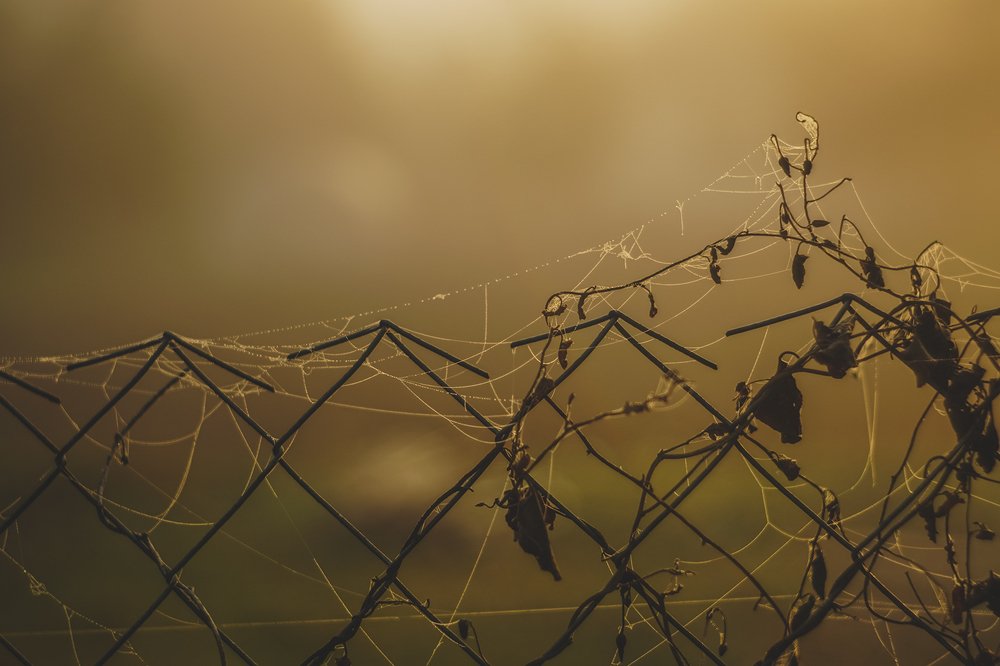 Photograph by Dzianis Mizhui