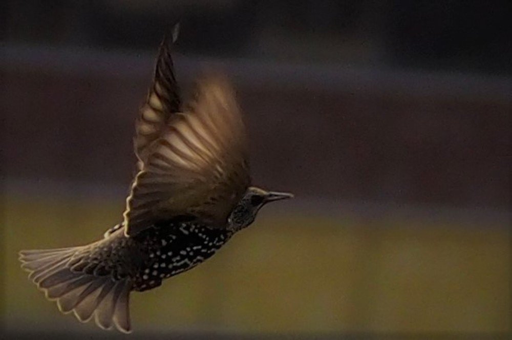 Photograph by GUNSEL SECKİNER