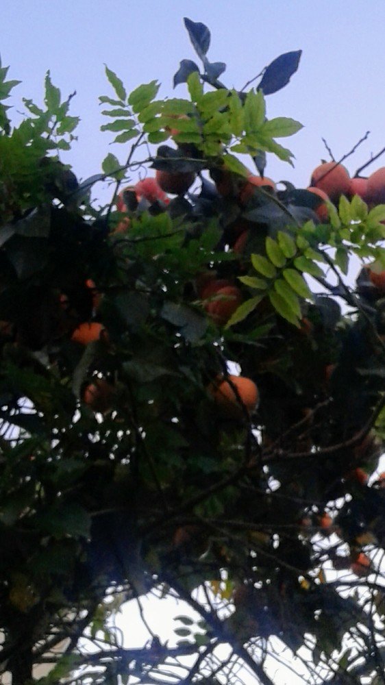 Photograph by Anila Ismailaj