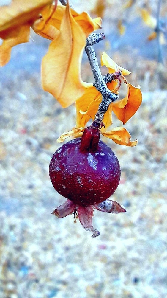 Photograph by Mozhgan Fotouhi