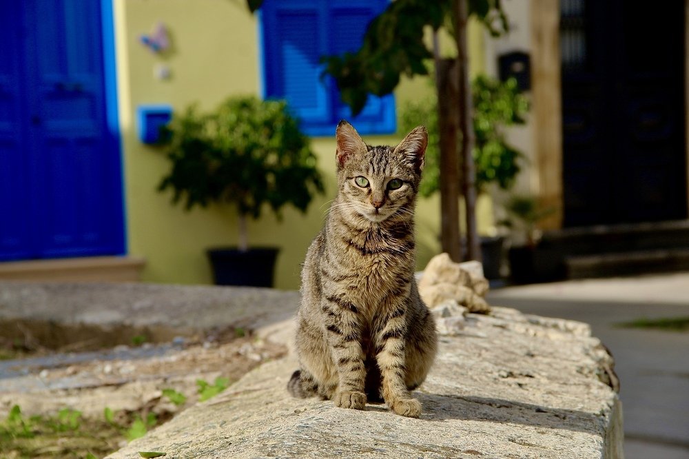 Photograph by Eleni Zingirli