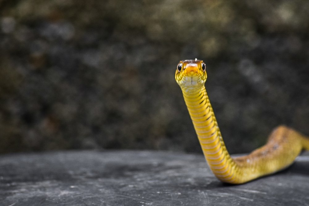Photograph by Kalindu Tharanga