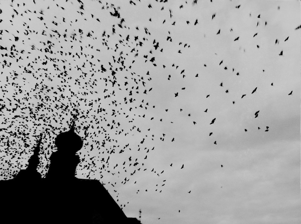 Птицы Хичкока.2