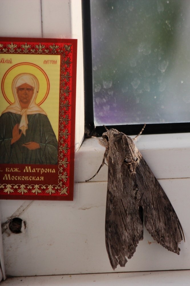 Photograph by Александр Велигура