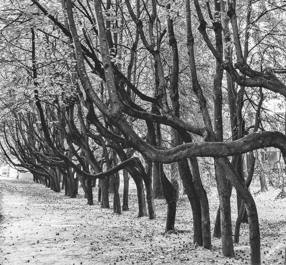 Photograph by Владимир Шнип