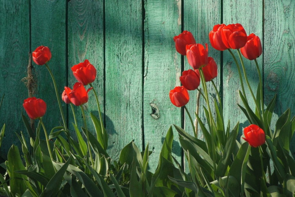 Майские тюльпаны