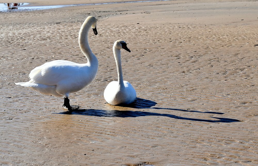 Тени пары лебедей / Shadows of a pair of swans
