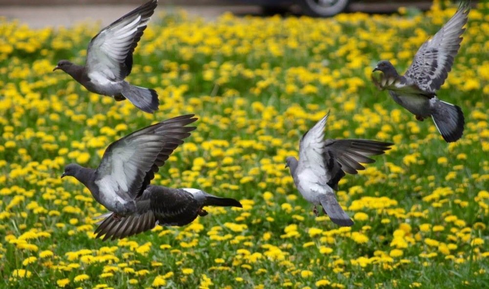 Photograph by Елена Хорошильцева