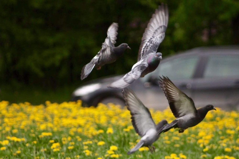 Photograph by Елена Хорошильцева