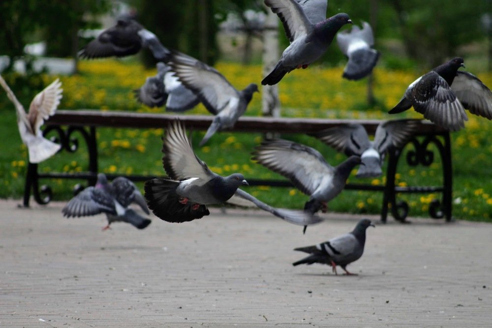 Photograph by Елена Хорошильцева