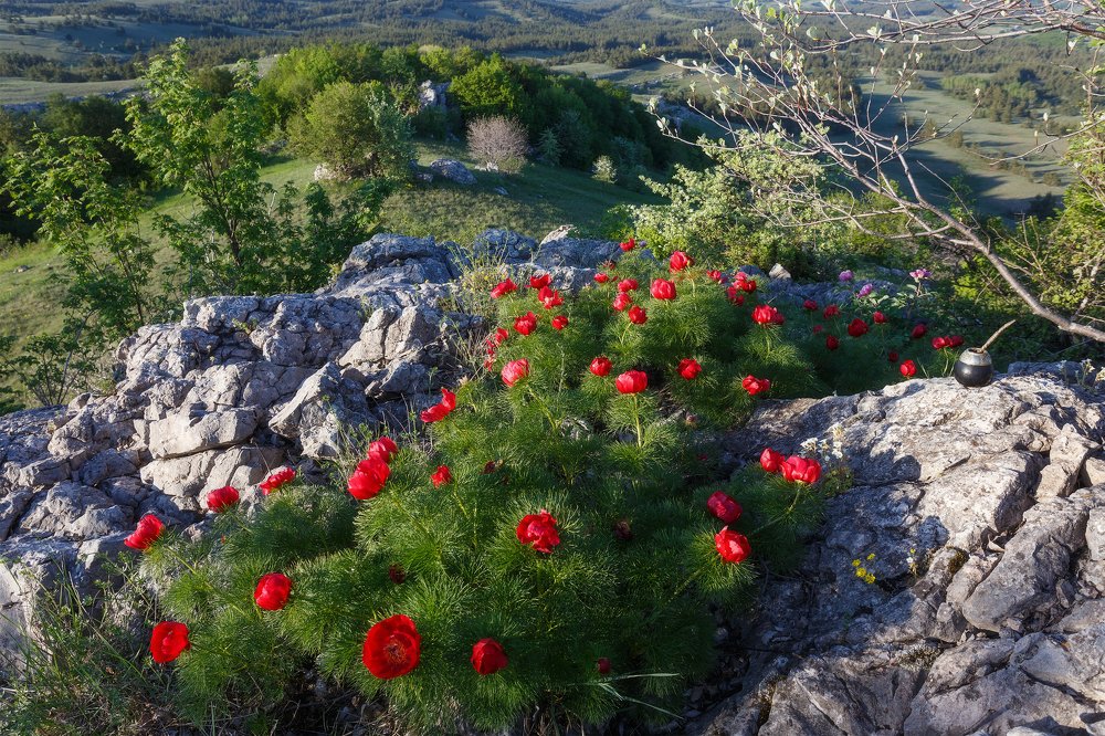 Пионовый оазис Крымских гор