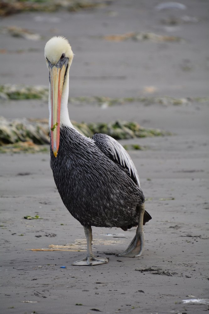 Photograph by Toda Manel