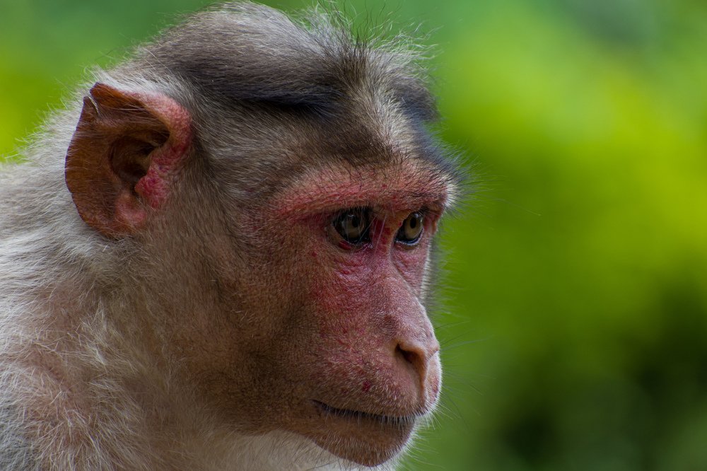 Photograph by Vineeth V V