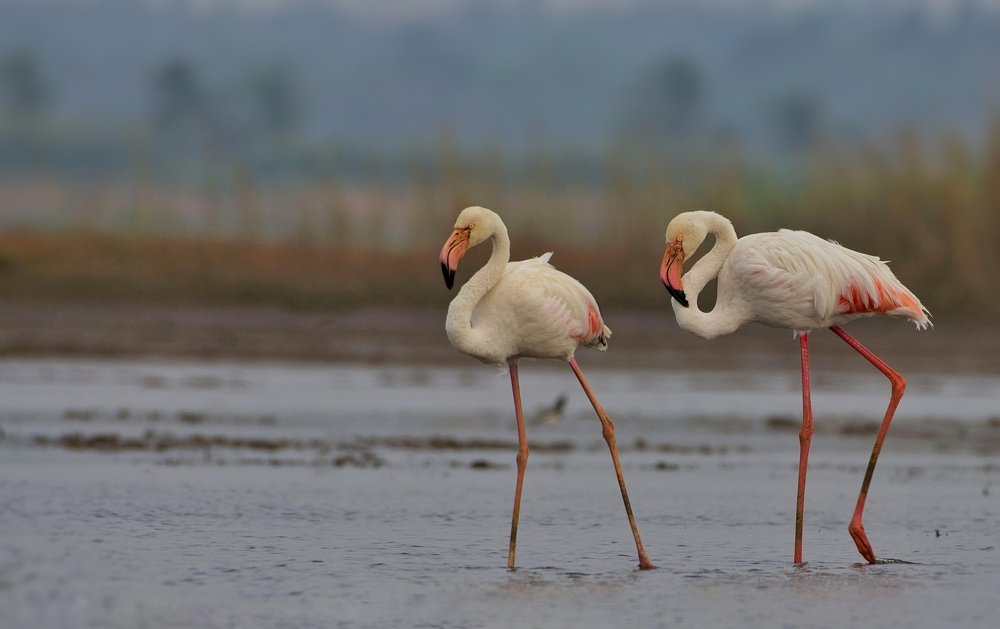 Photograph by Sunil Manikkath