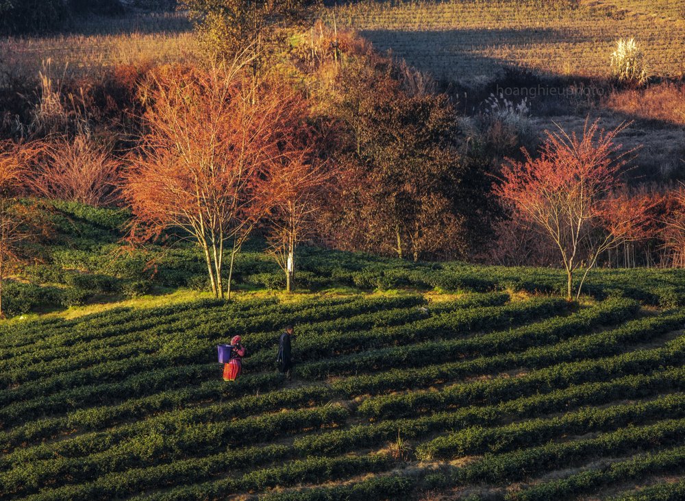 Photograph by Hoàng Hiếu