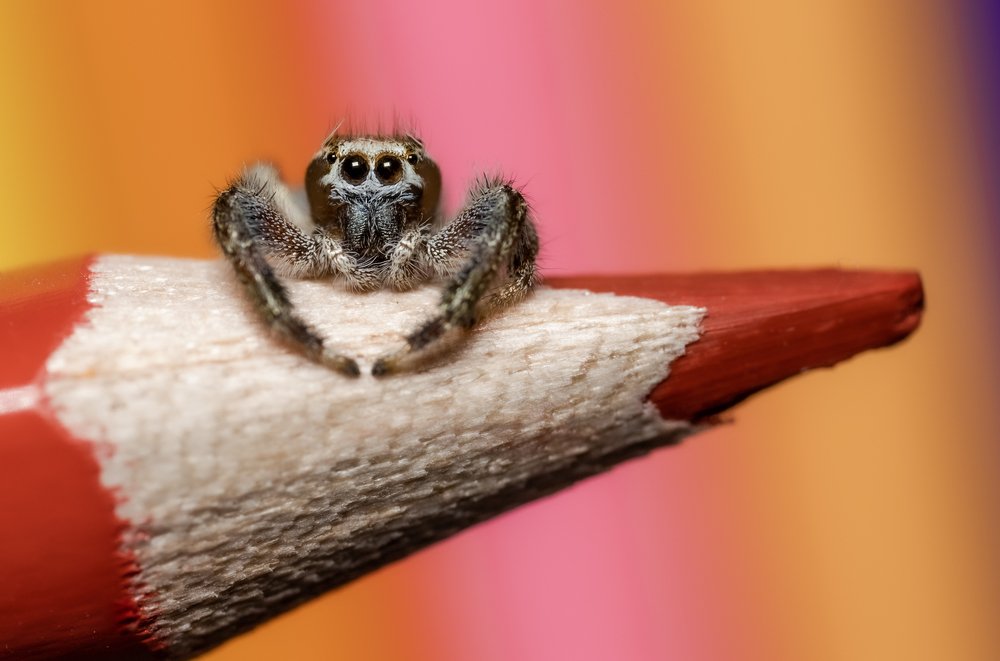 Фотография автора Ahmed Ramadan