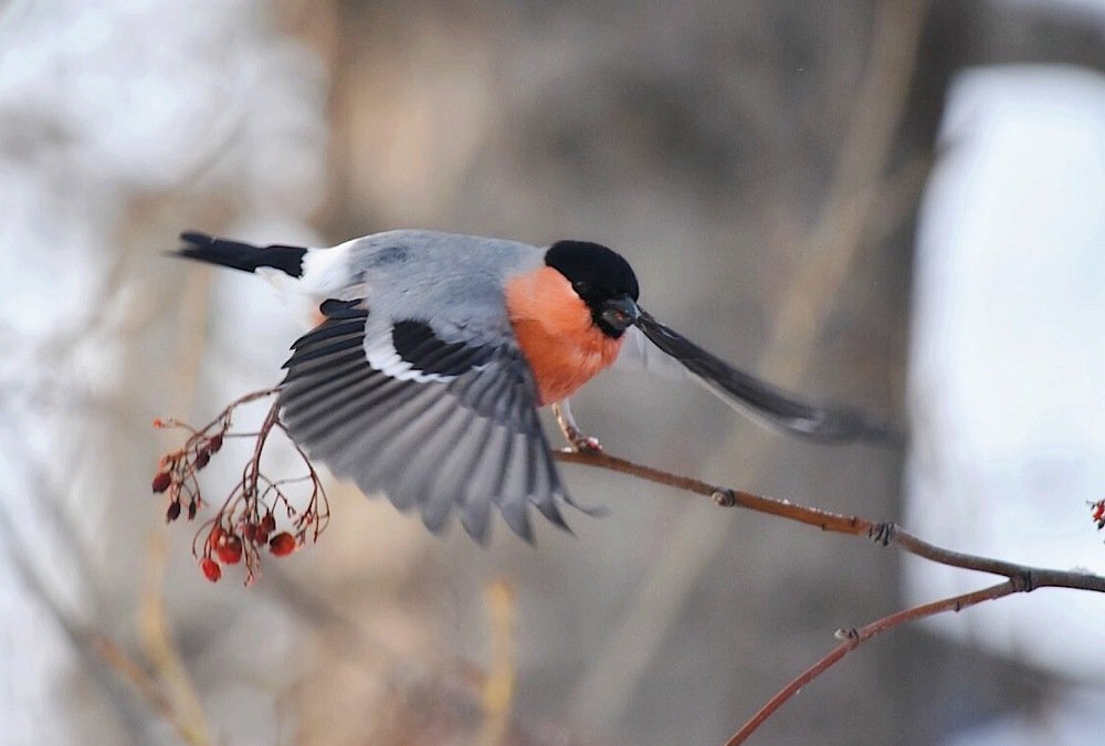 Photograph by @bersenika