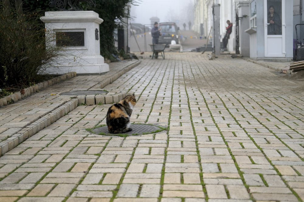 История одного кота