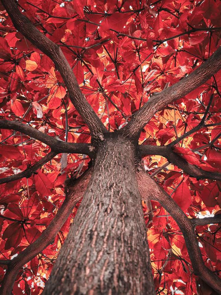 Photograph by Jeferson ordonio