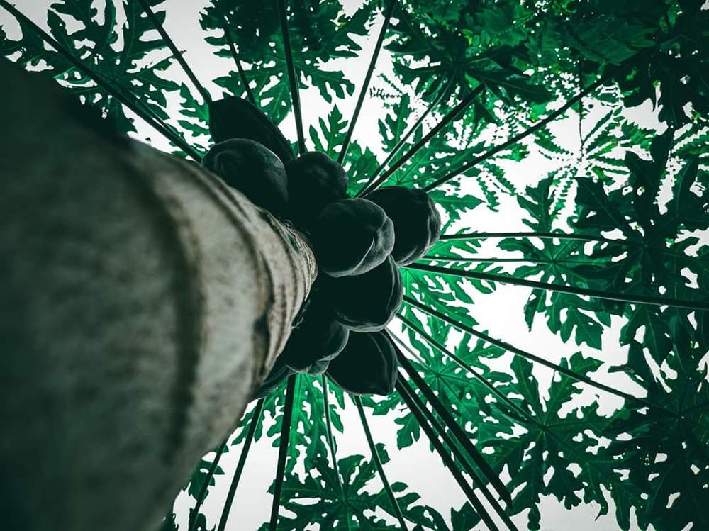 Photograph by Jeferson ordonio