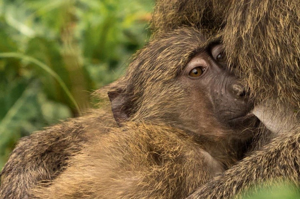 Photograph by Somdev Sen