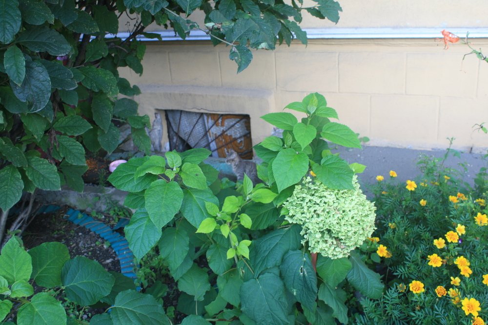 Photo #4055926