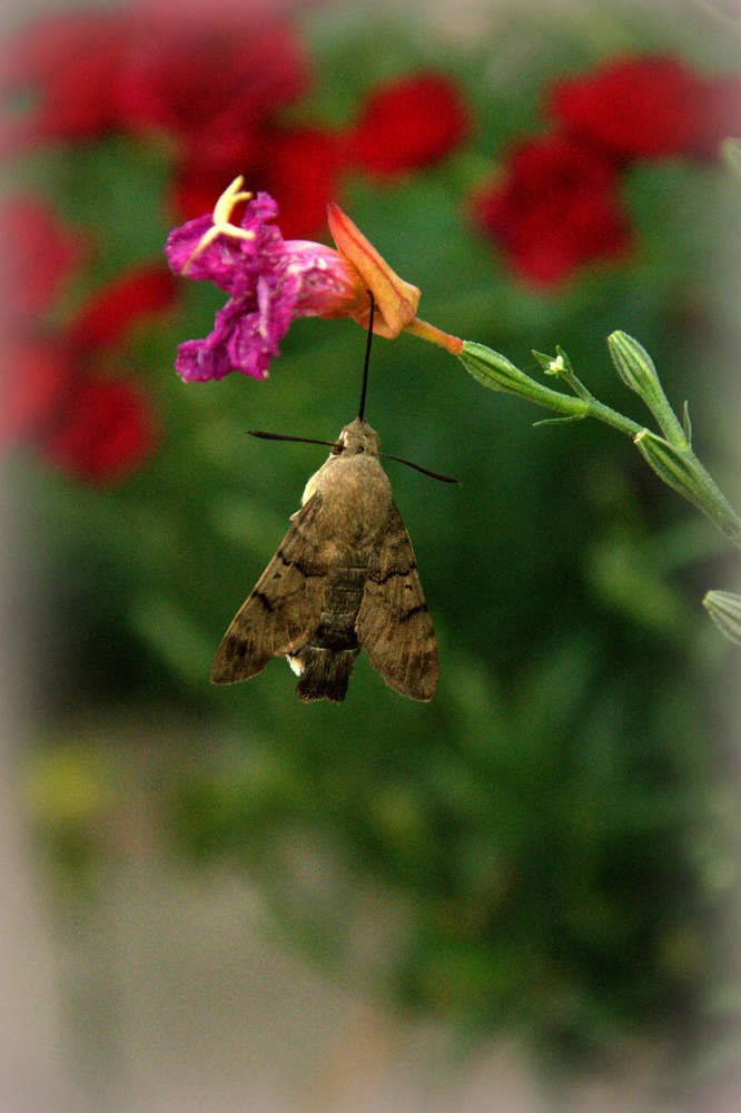 Photograph by Оксана Кийкова