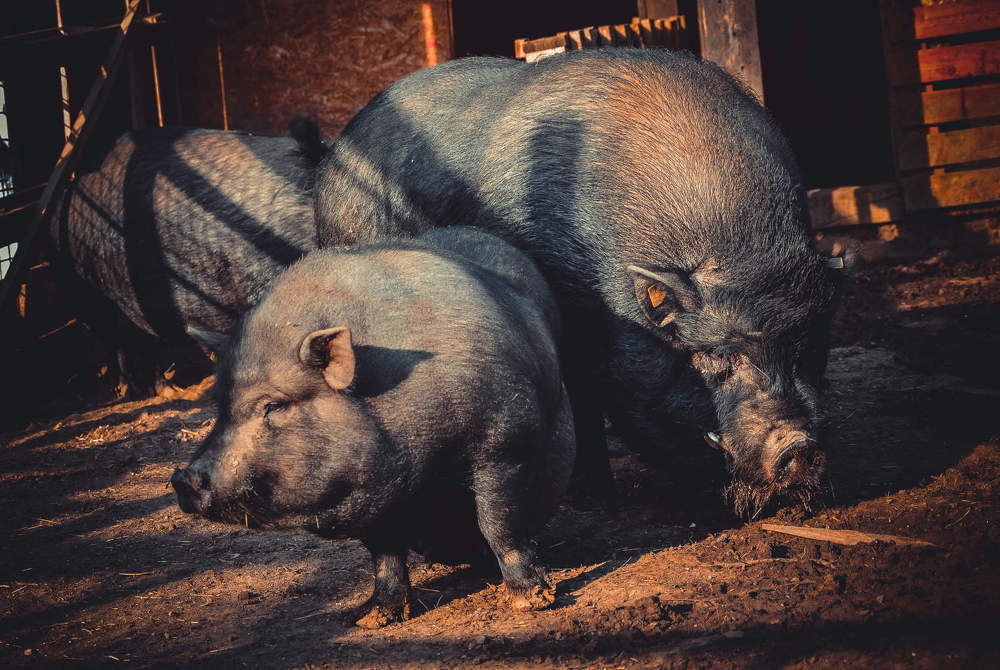 Photograph by Оксана Кийкова