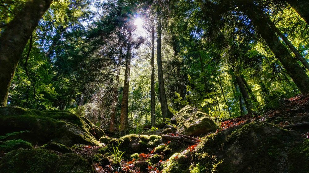 A walk through the woods