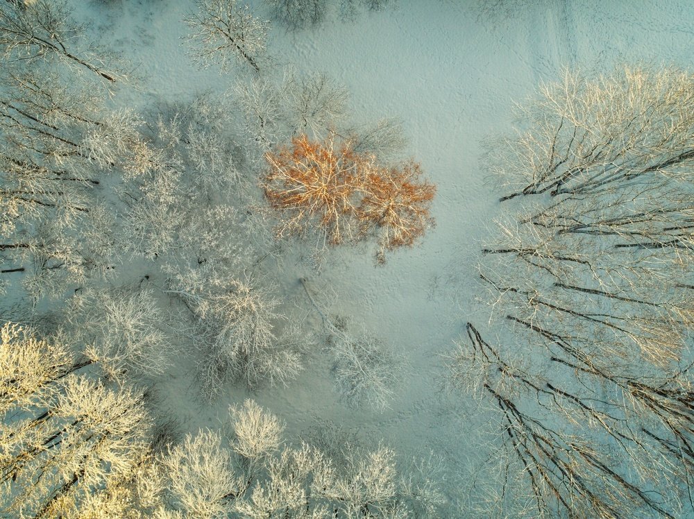 Freesed in the sunrise