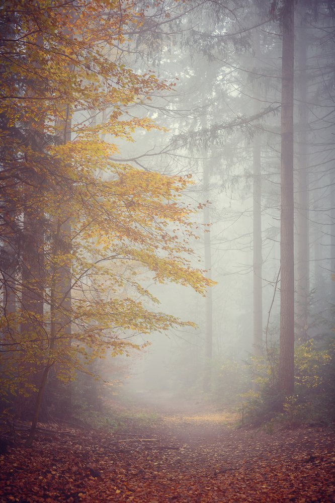 Fog in the forest is always magic