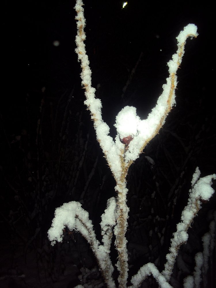 Photograph by Галина Гончарова