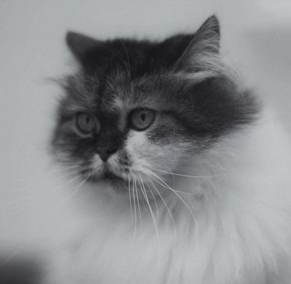 Нуарный кот