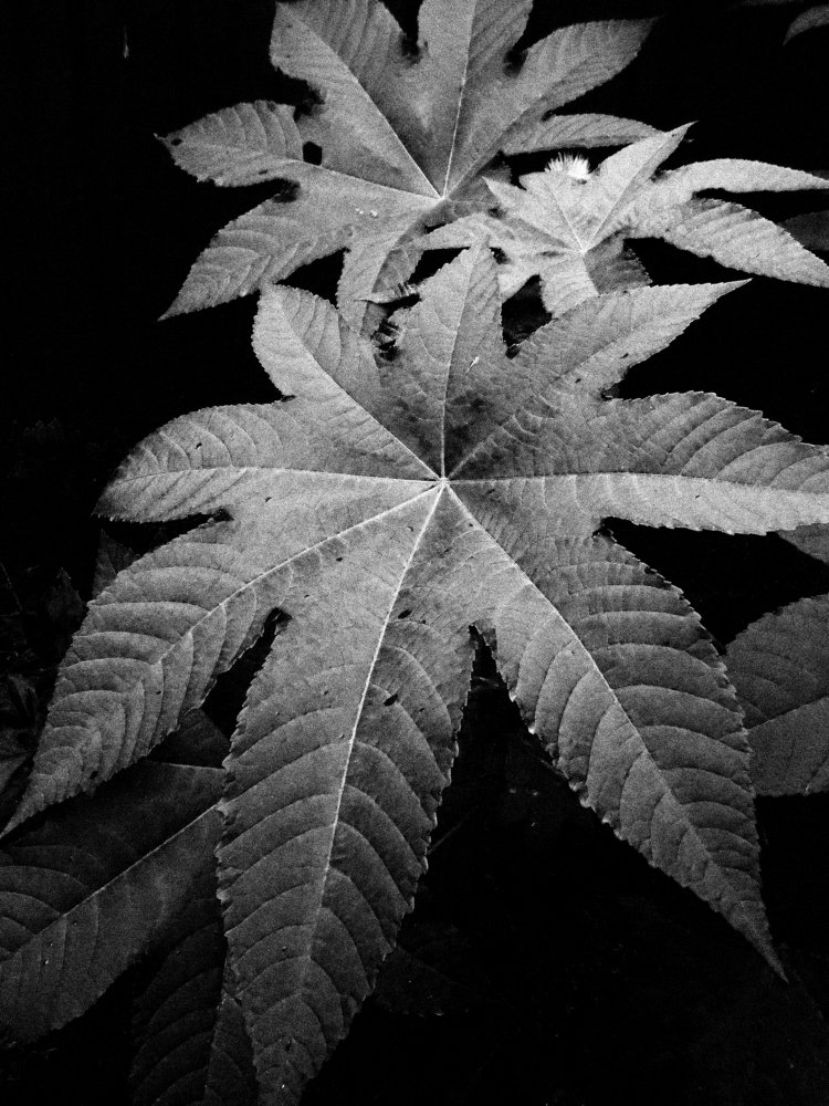 Photograph by Анастасия Хованская