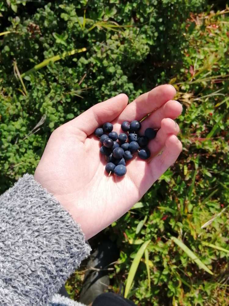 Дары тундры