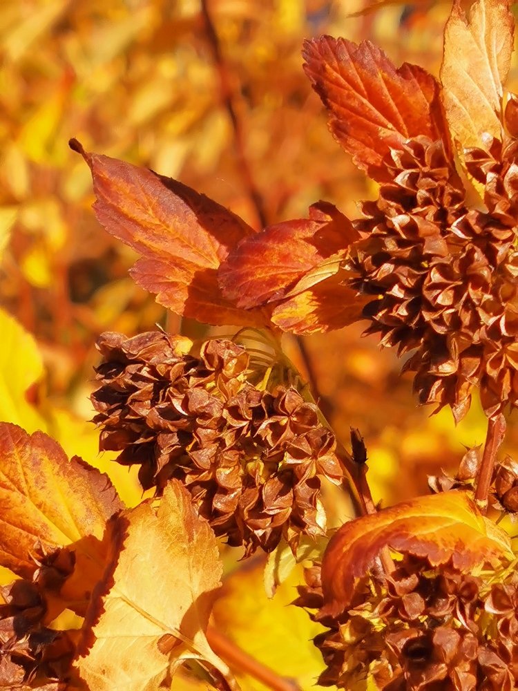 Золотая осень