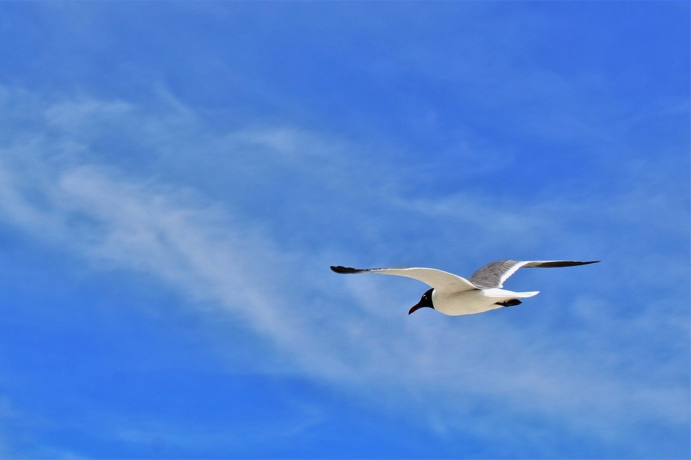 Фотография автора OSMIR ZANETTE