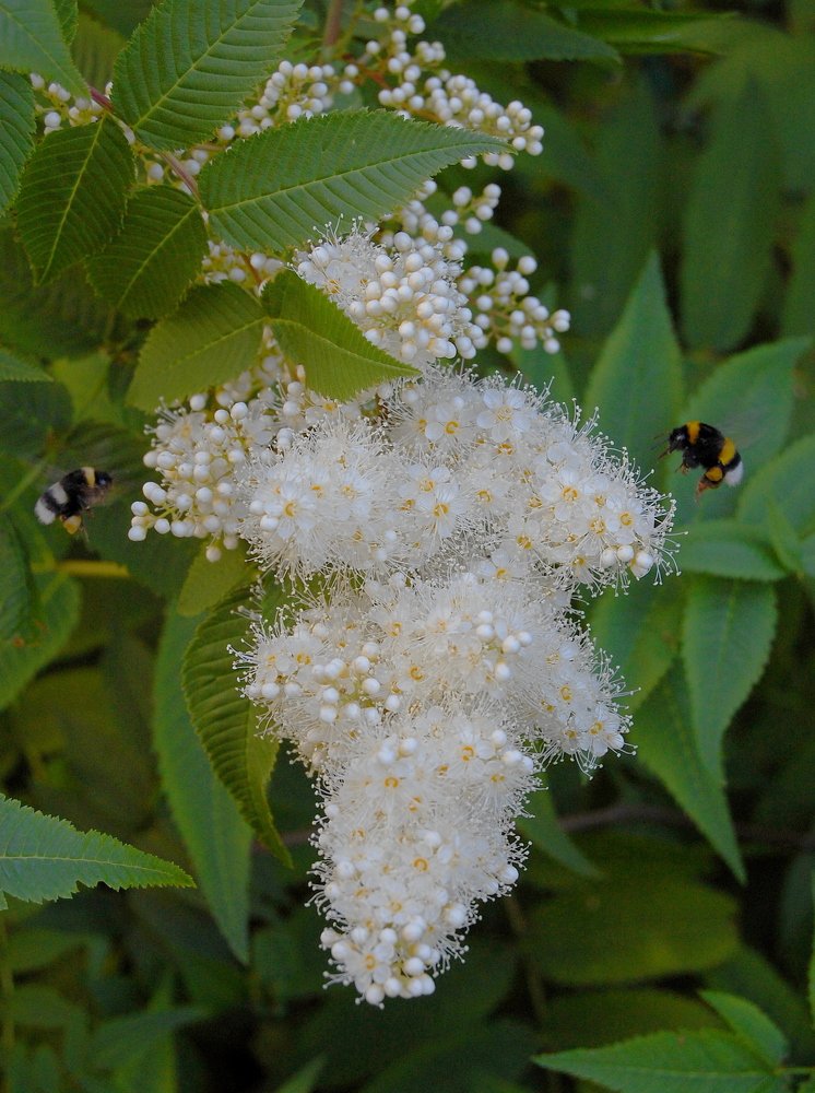 Photograph by Вольтова Наталья
