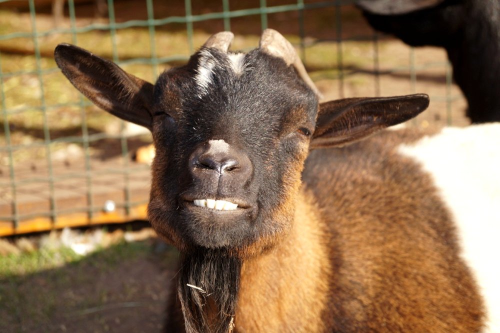 Улыбающийся козлик