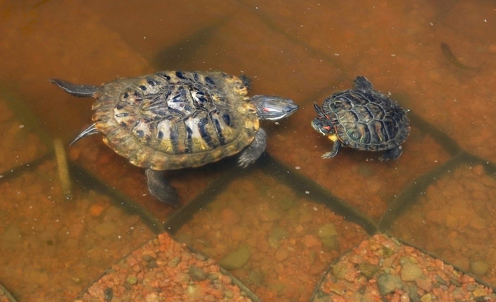 Photograph by Вольтова Наталья