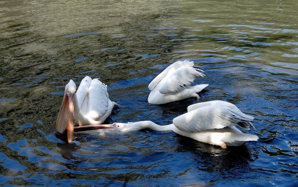 Photograph by Вольтова Наталья