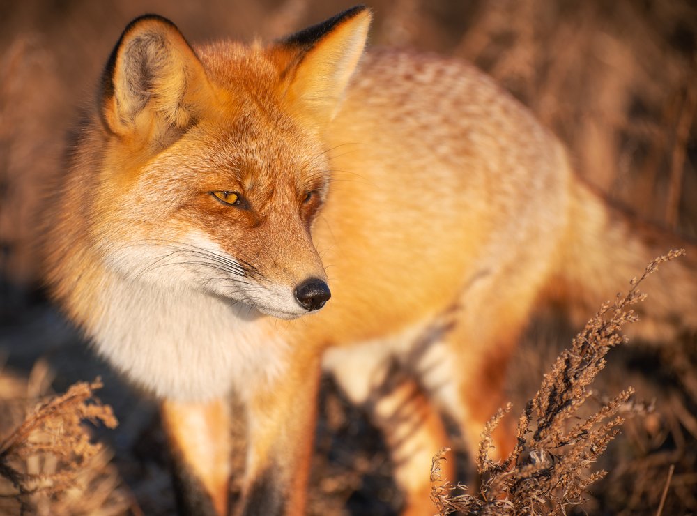 Лиски Приморья.