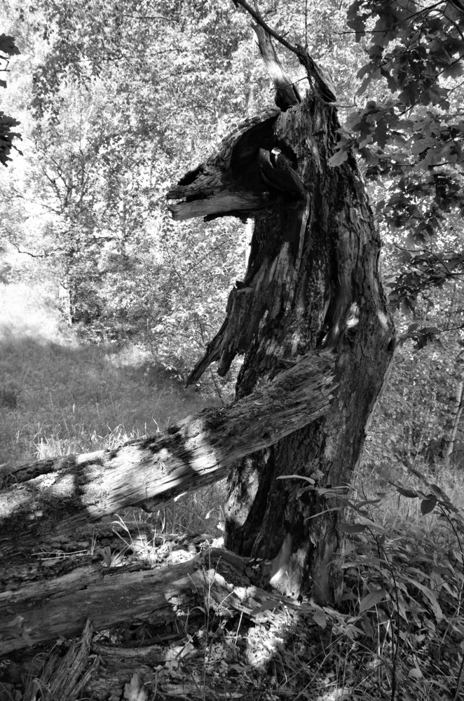 Photograph by Николай Соколовский