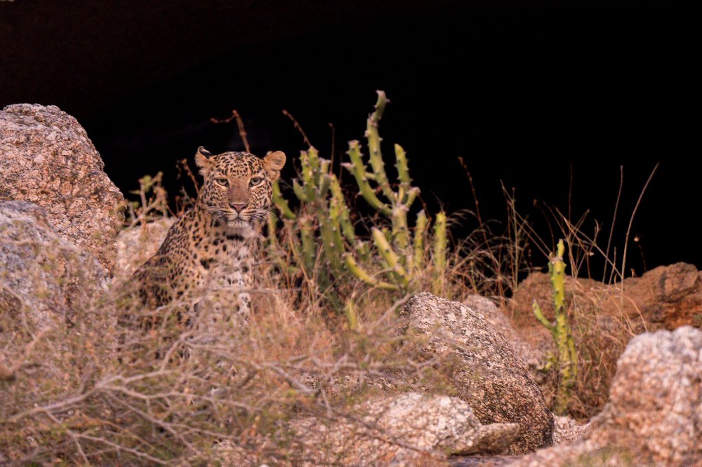 Portrait of female leopard