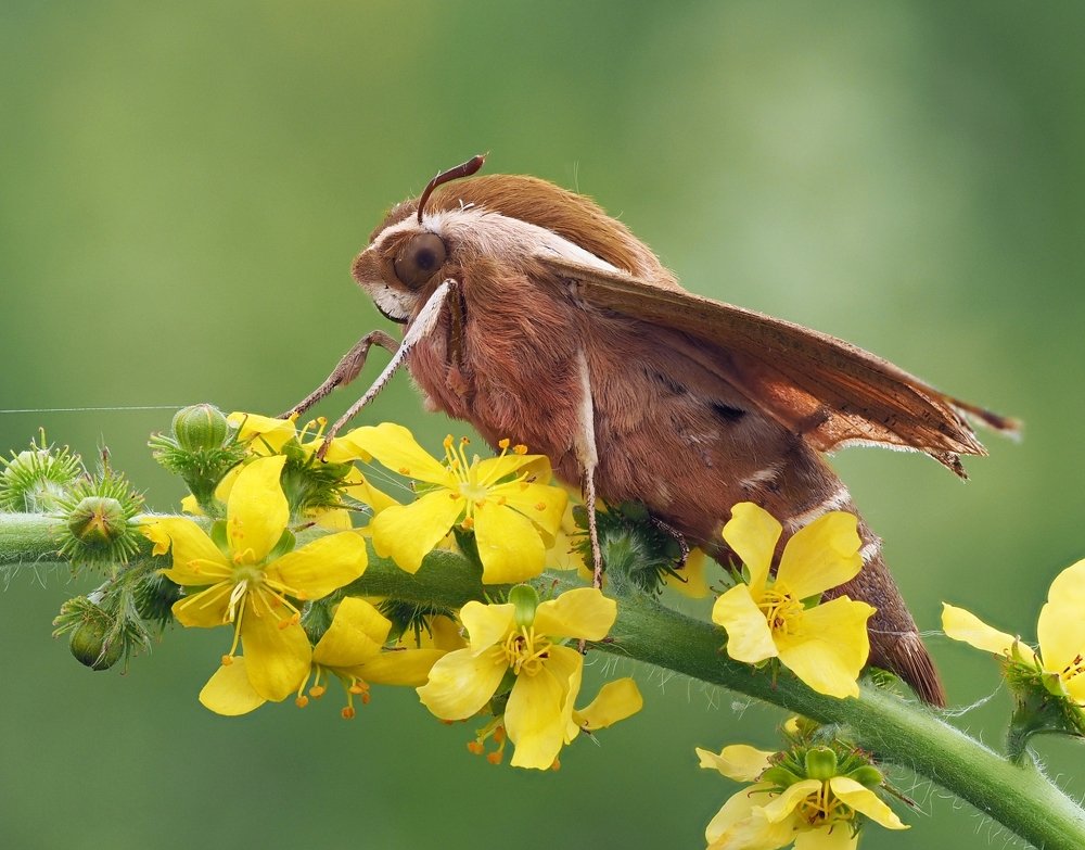 Photograph by Олег Есиков