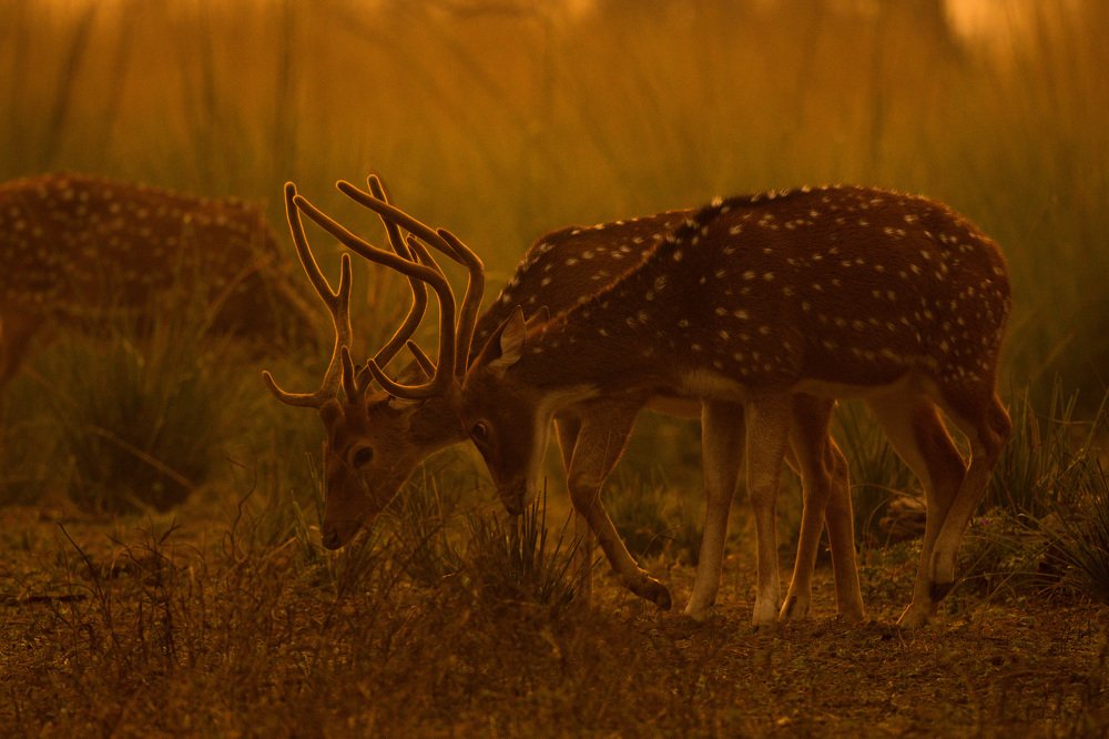 Magic of golden hour
