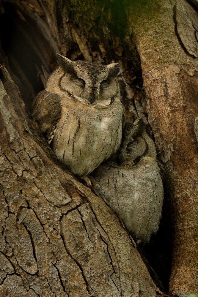 Masters of camouflage!