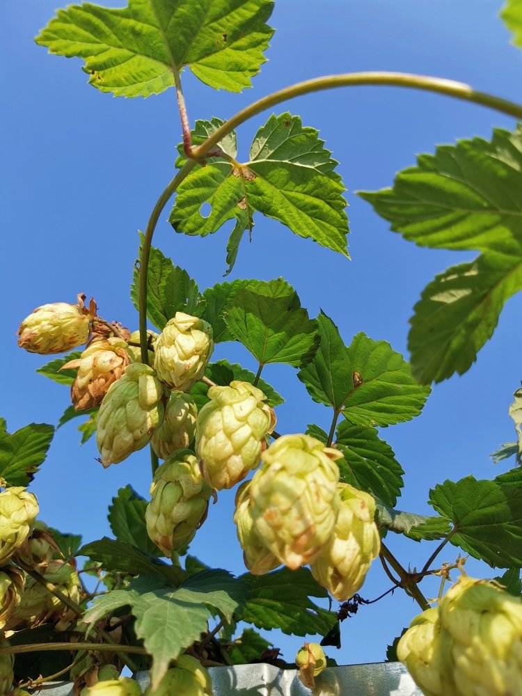 Хмель необыкновенный!