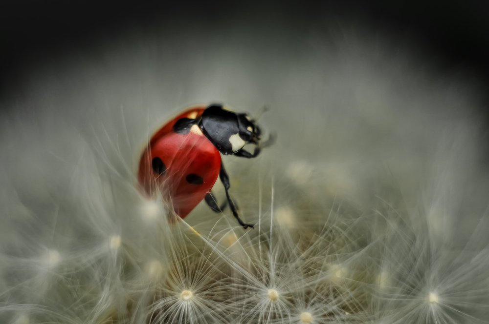 Photograph by Владимир Коновалов